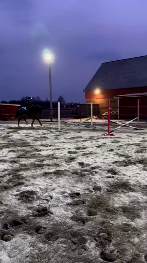 Allround hästar till salu: Super fin omskolad travare - Video 2