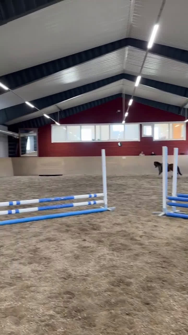 Allround hästar till salu: Liten stjärna som fångar blickar till hoppning! i Åre - Video 1