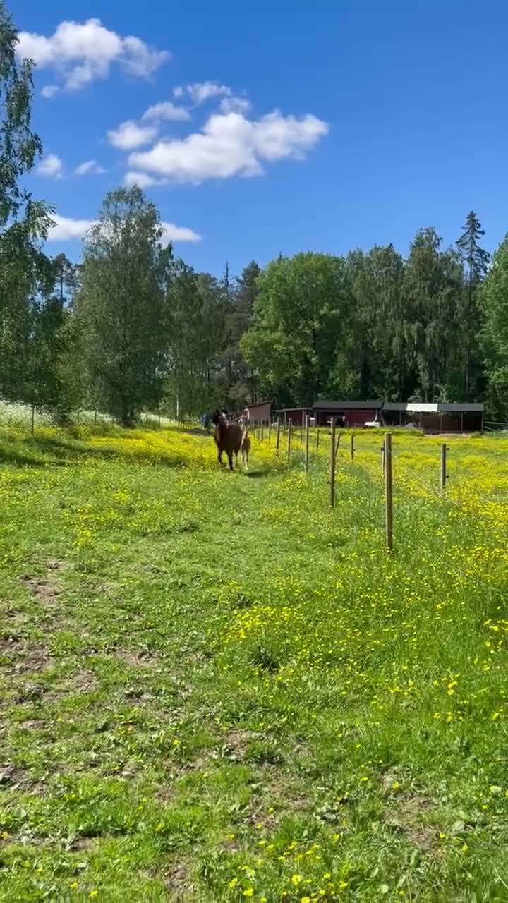 Allround hästar till salu: Ljuvlig New Foresthingt! - Video 2