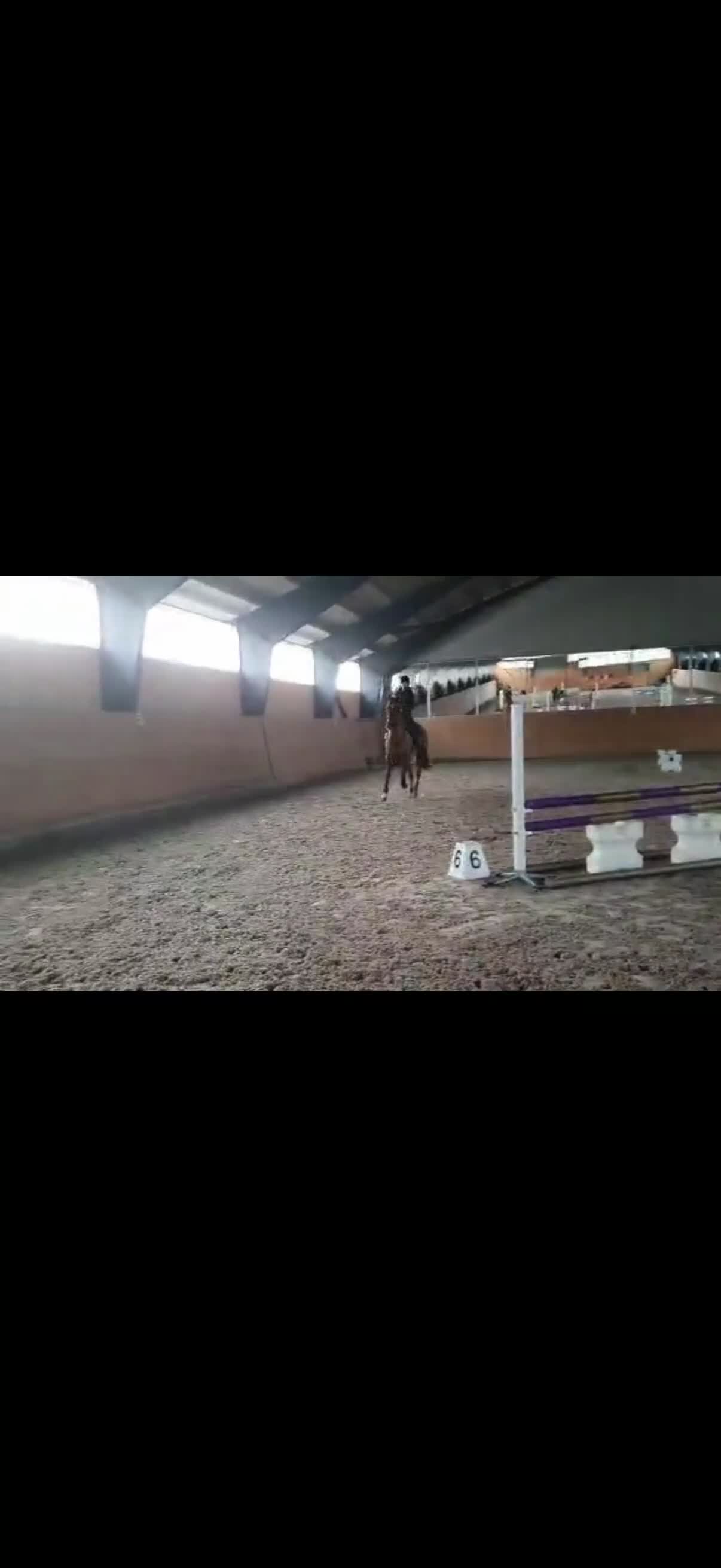 Allround hästar till salu: Trevlig och positiv fuxvalack! - Video 1