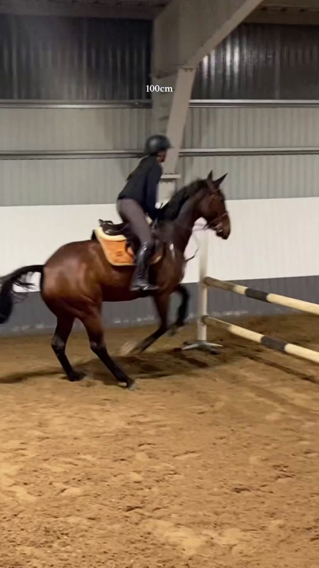 Allround hästar till salu: Intressekoll: Pigg och rolig hobbyhäst i Norrtälje - Video 1