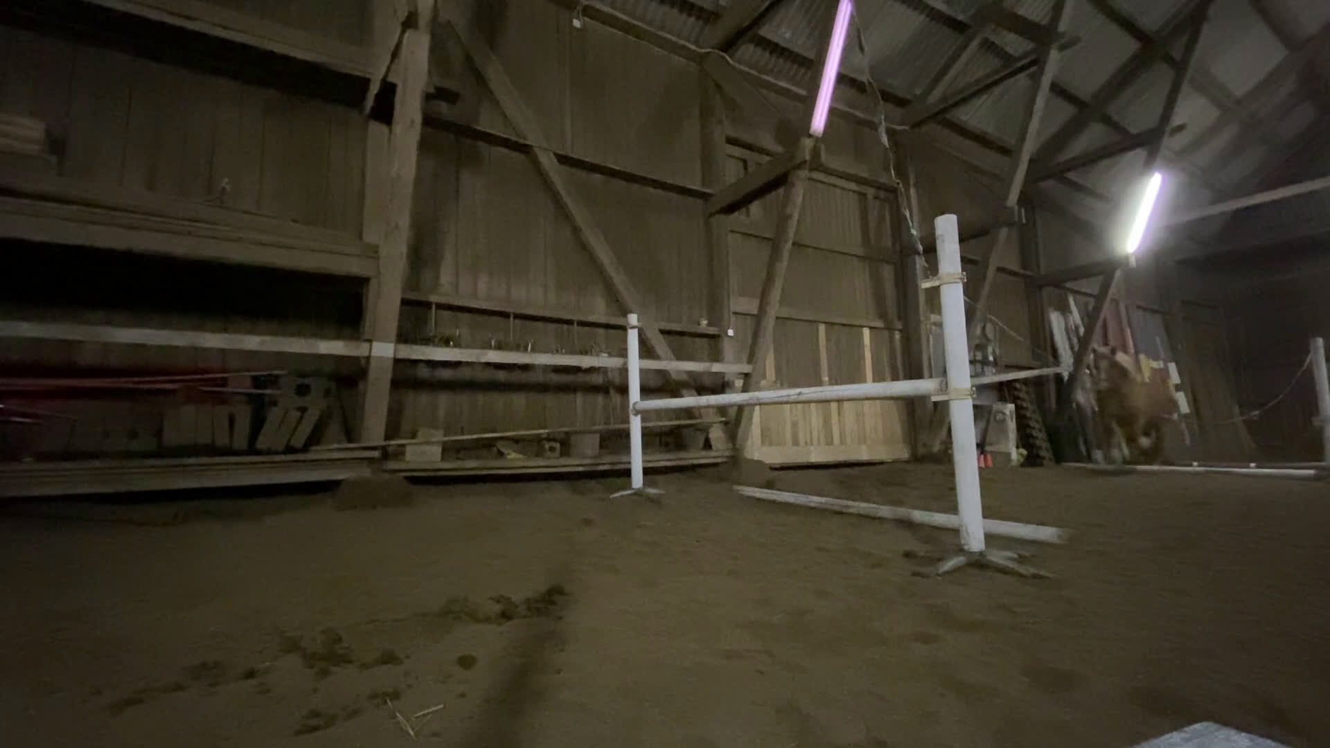 Allround hästar till salu: Allsidigt ardennersto - Sänkt pris i Alunda - Video 1