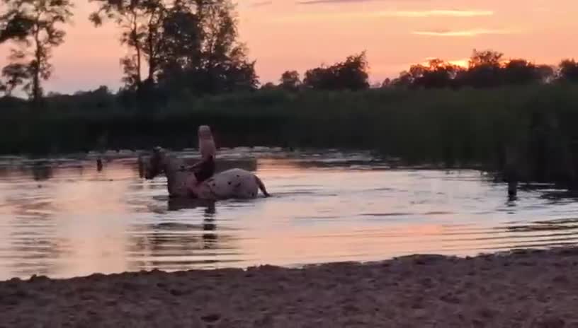 Allround hästar till salu: Unik allround inkörd pony - Video 4