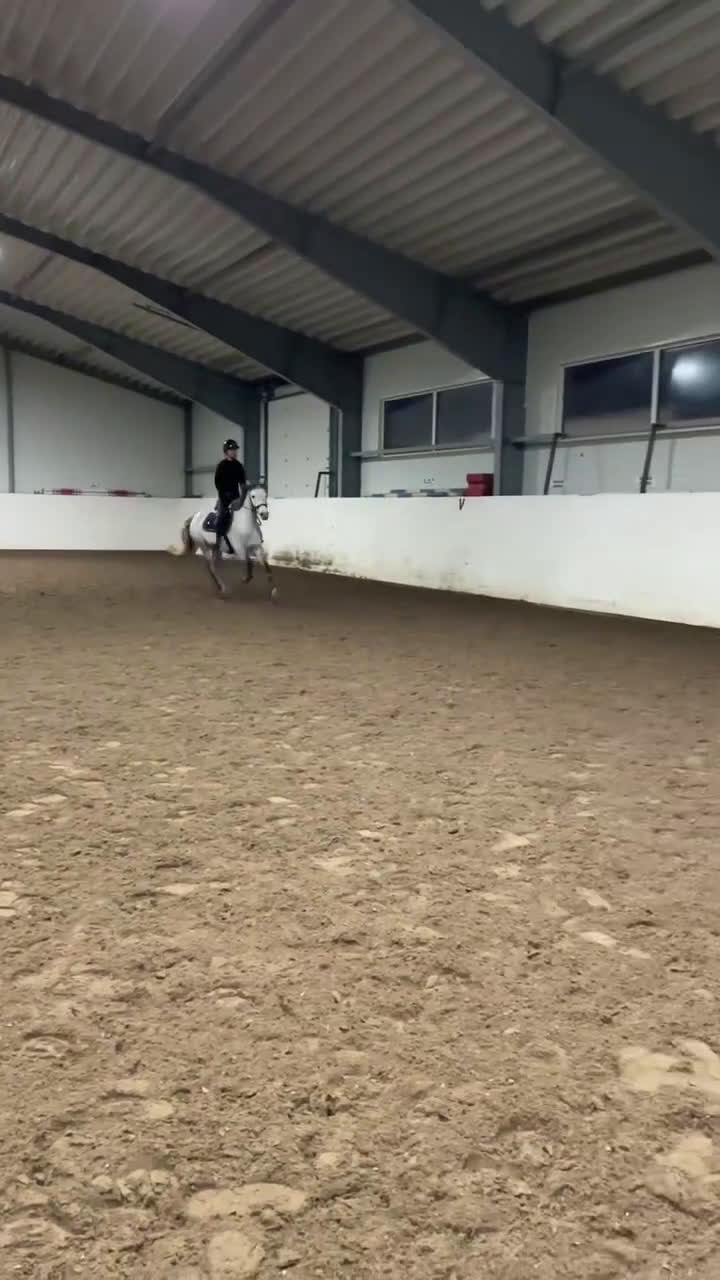 Allround hästar till salu: Sportig ponny - Video 1