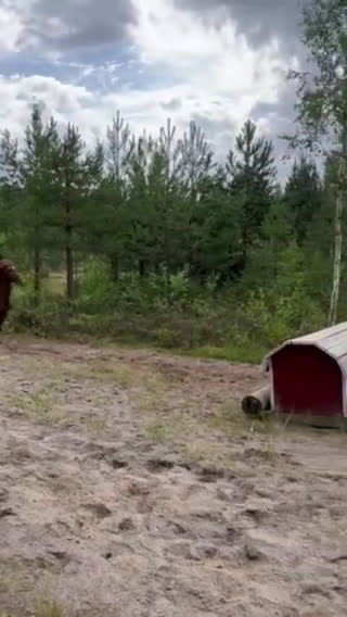 Allround hästar till salu: Underbar B-ponny för rätt hem i Norberg - Video 1