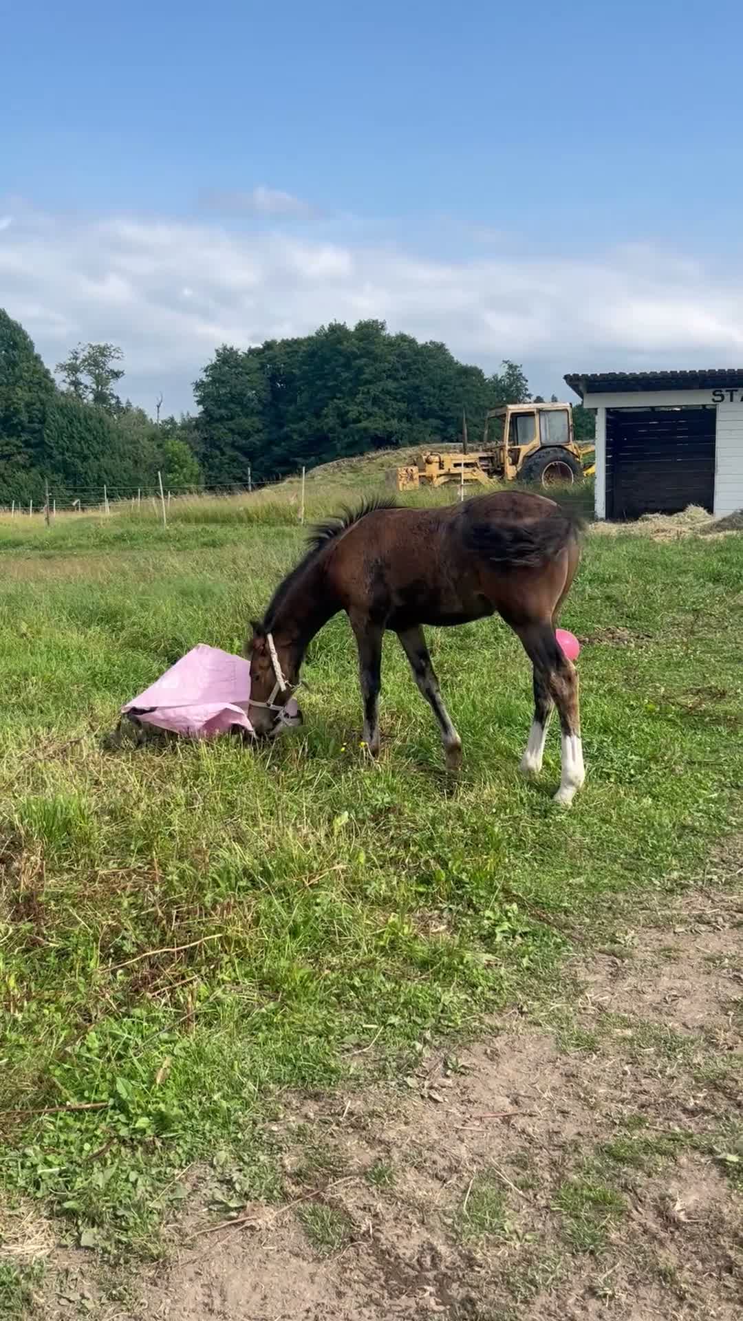 Allround hästar till salu: Vacker framtidsponny inom hoppning/ dressyr - Video 1