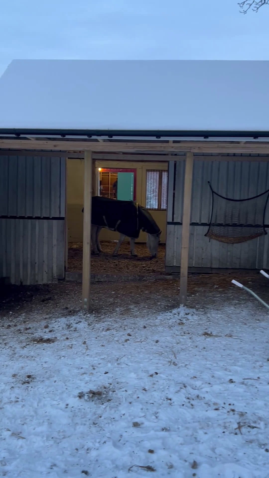  foderhäst sökes: Hoppglad ponny sökes, senare köp - Video 3