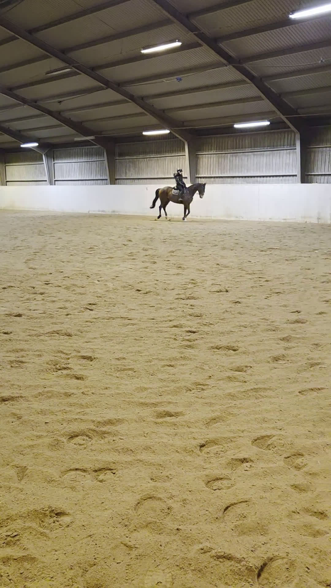 Allround hästar till salu: Personlig valack - Video 2