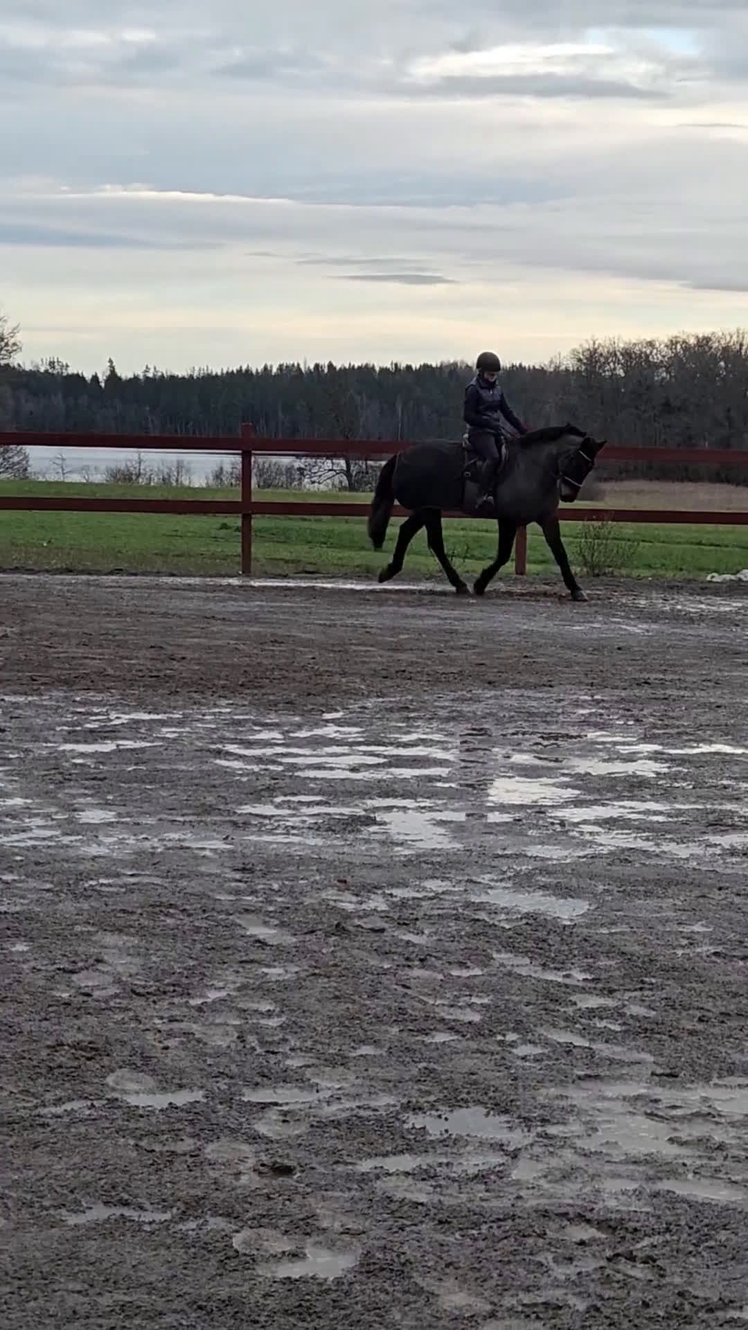 Allround hästar till salu: Härlig allroundponny i Sparreholm - Video 1