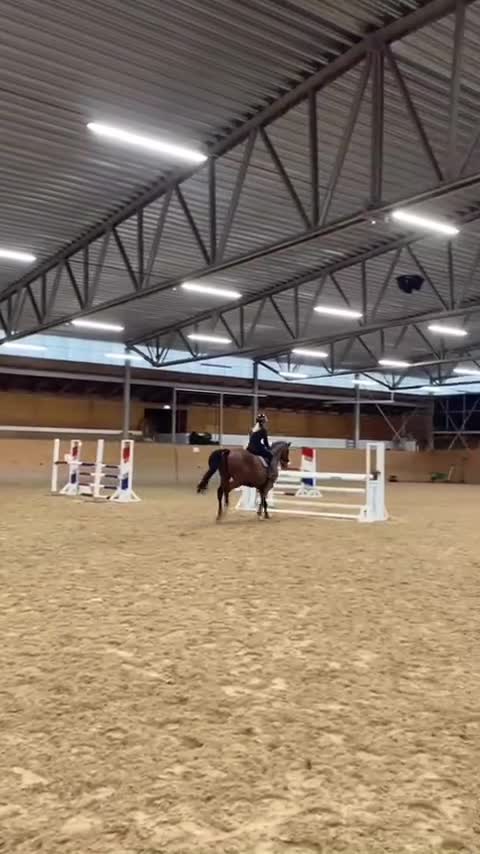 Allround hästar till salu: Tränings och tävlingskompis i Laholm - Video 1