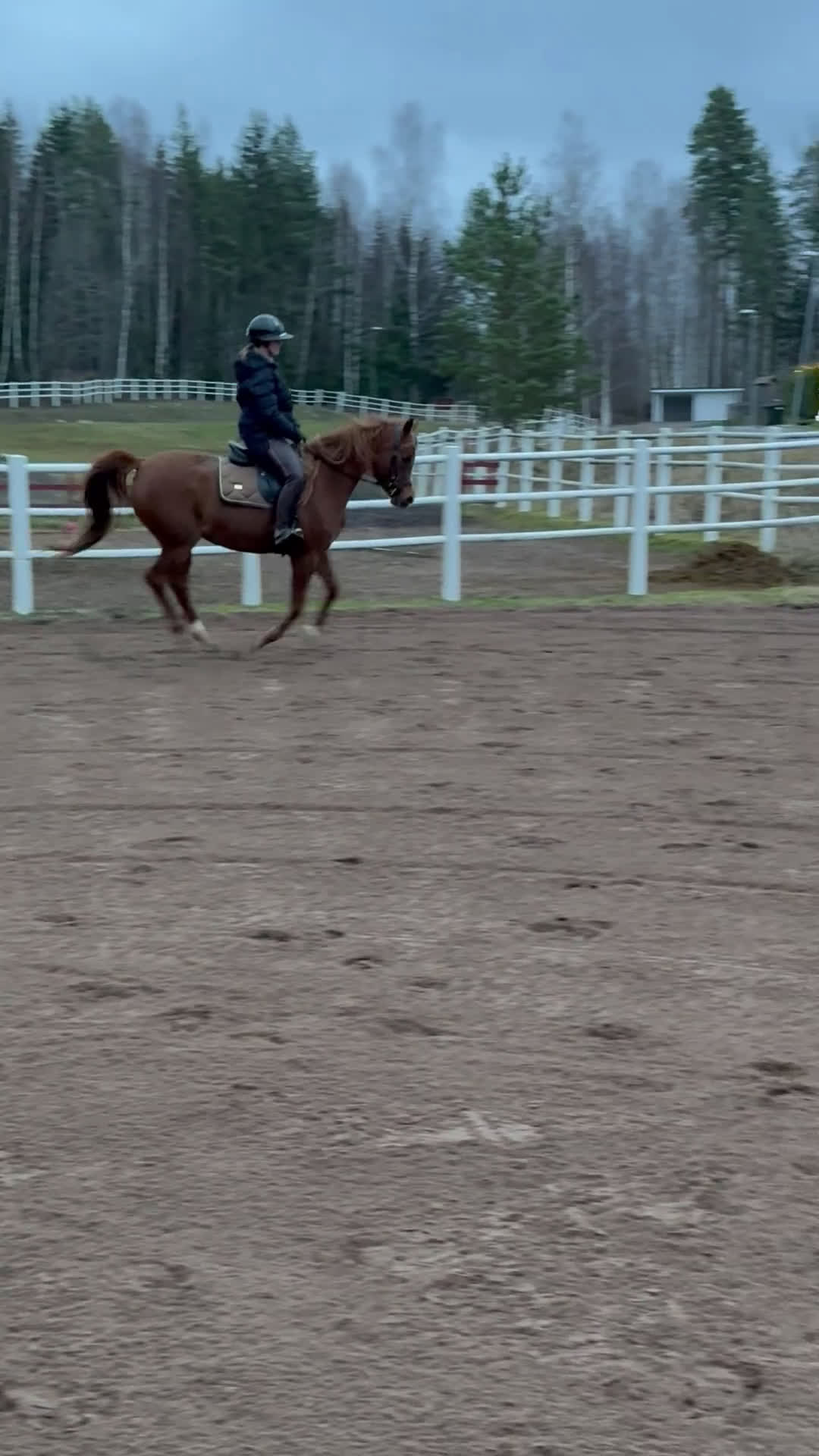 Allround hästar till salu: Din framtida tränings kompis - Video 1