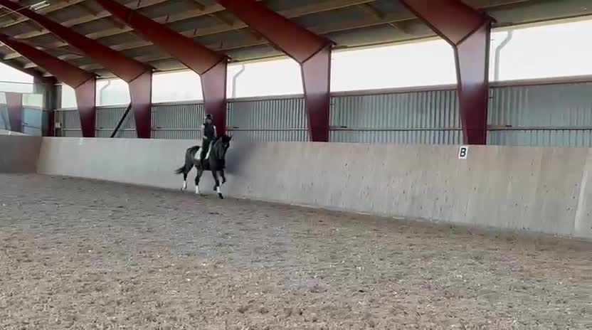 Allround hästar till salu: Perfekt dressyr/allroundhäst! i Östra Karup - Video 3