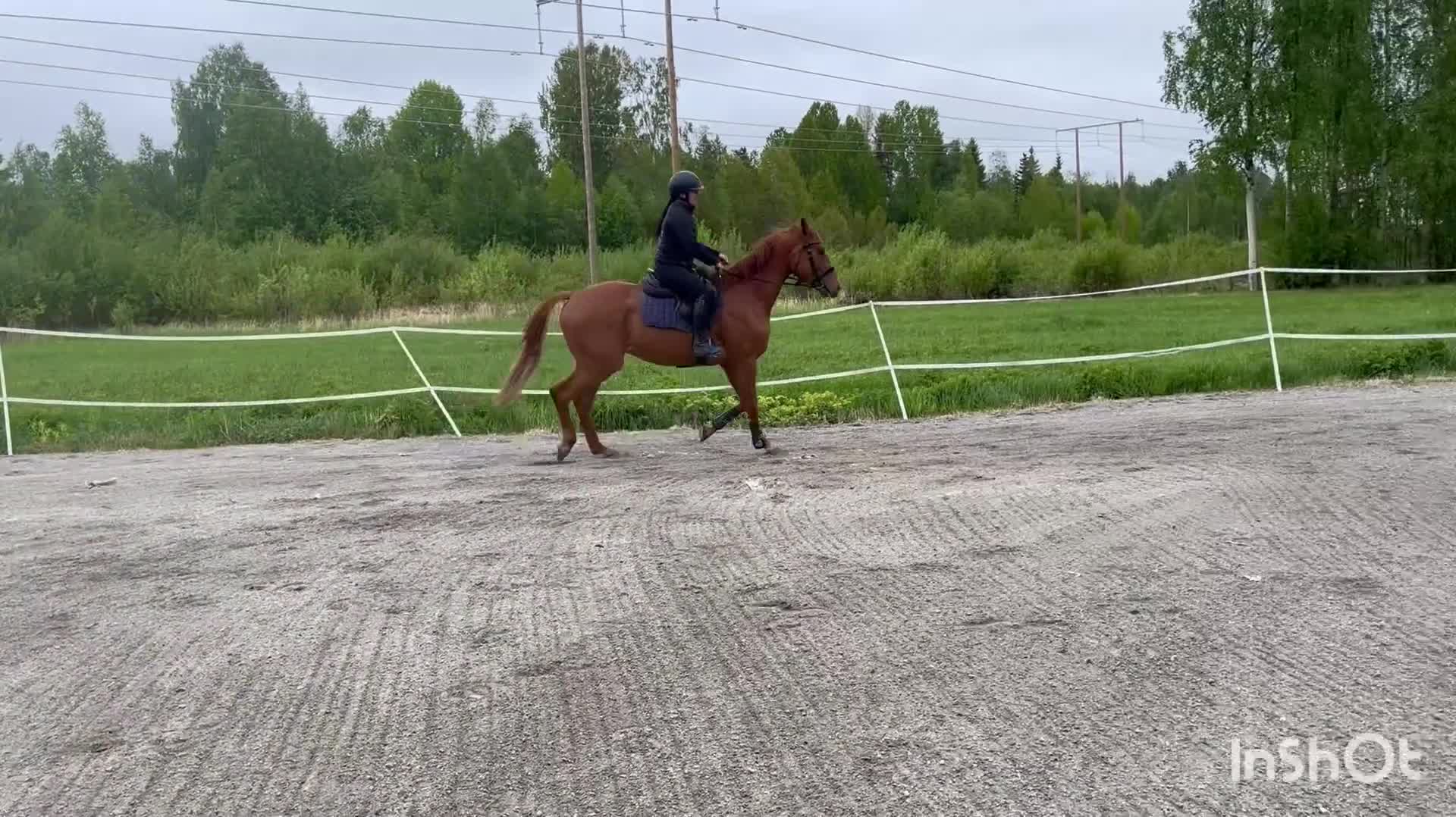 Hoppning hästar till salu: Dröm killen! - Video 1