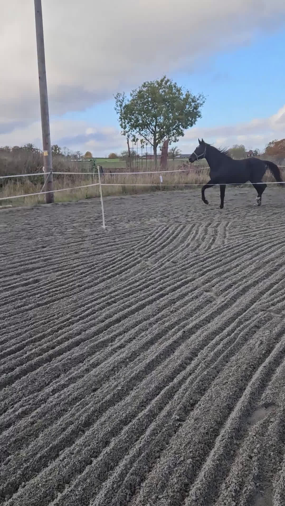 Dressyr hästar till salu: Blivande dressyr sto i Söderåkra - Video 4