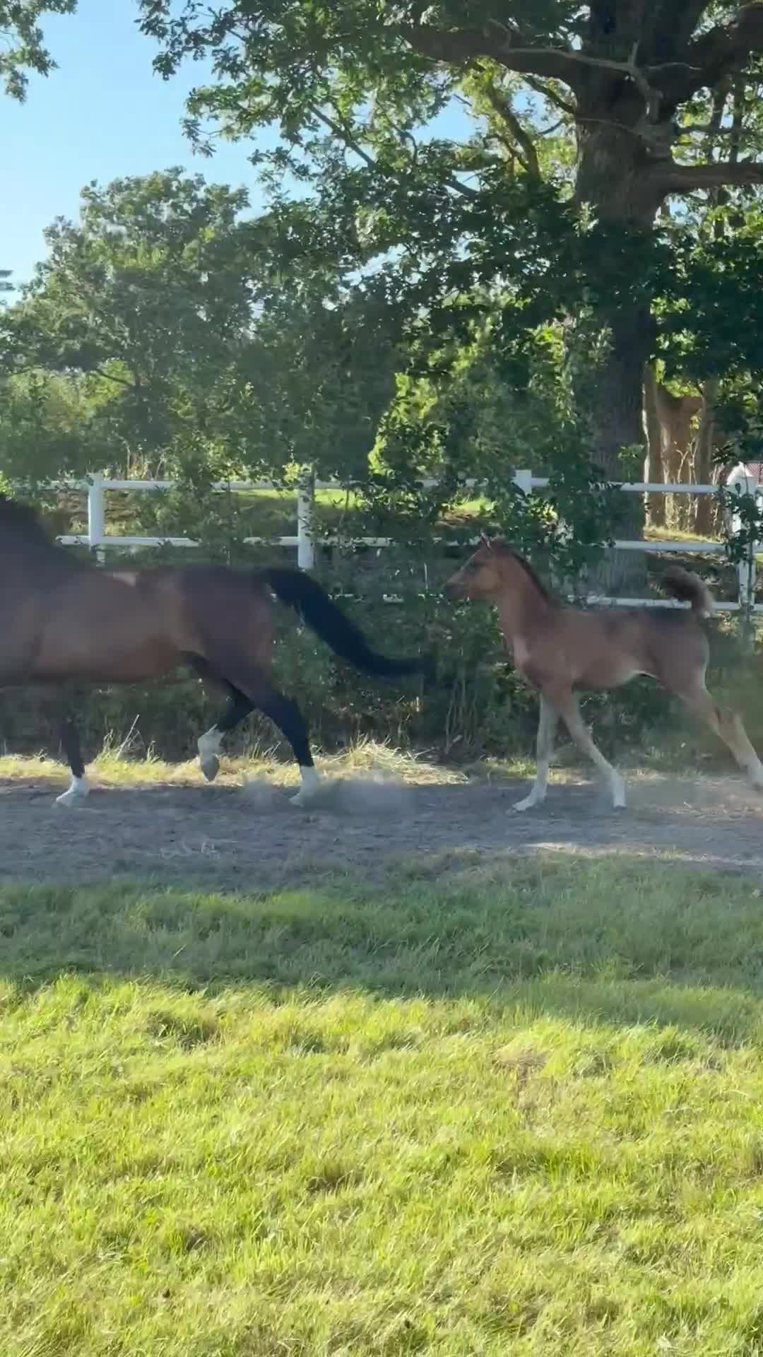 Dressyr hästar till salu: Equines Willow Hingstföl född maj 2026 - Video 1