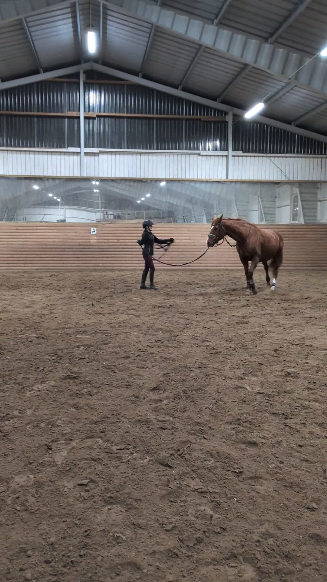 Allround hästar till salu: Mysigt sto säljes - Video 1