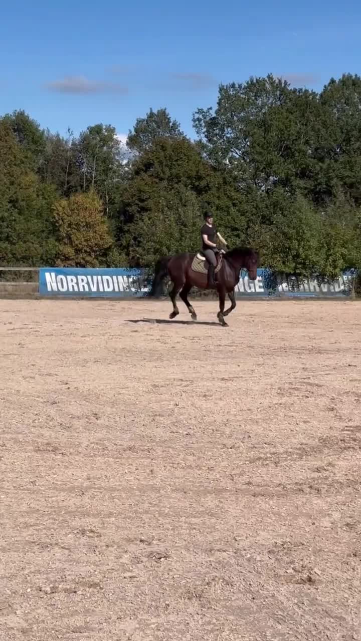 Allround hästar till salu: Het och speciell men med stort hjärta - Video 1