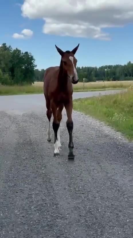 Allround hästar till salu: Vackert stoföl e. Judge de Castel  - Video 1
