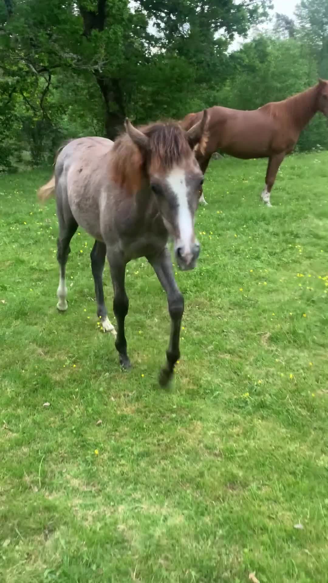 Övrigt hästar till salu: Arabföl till salu i Ramkvilla - Video 1