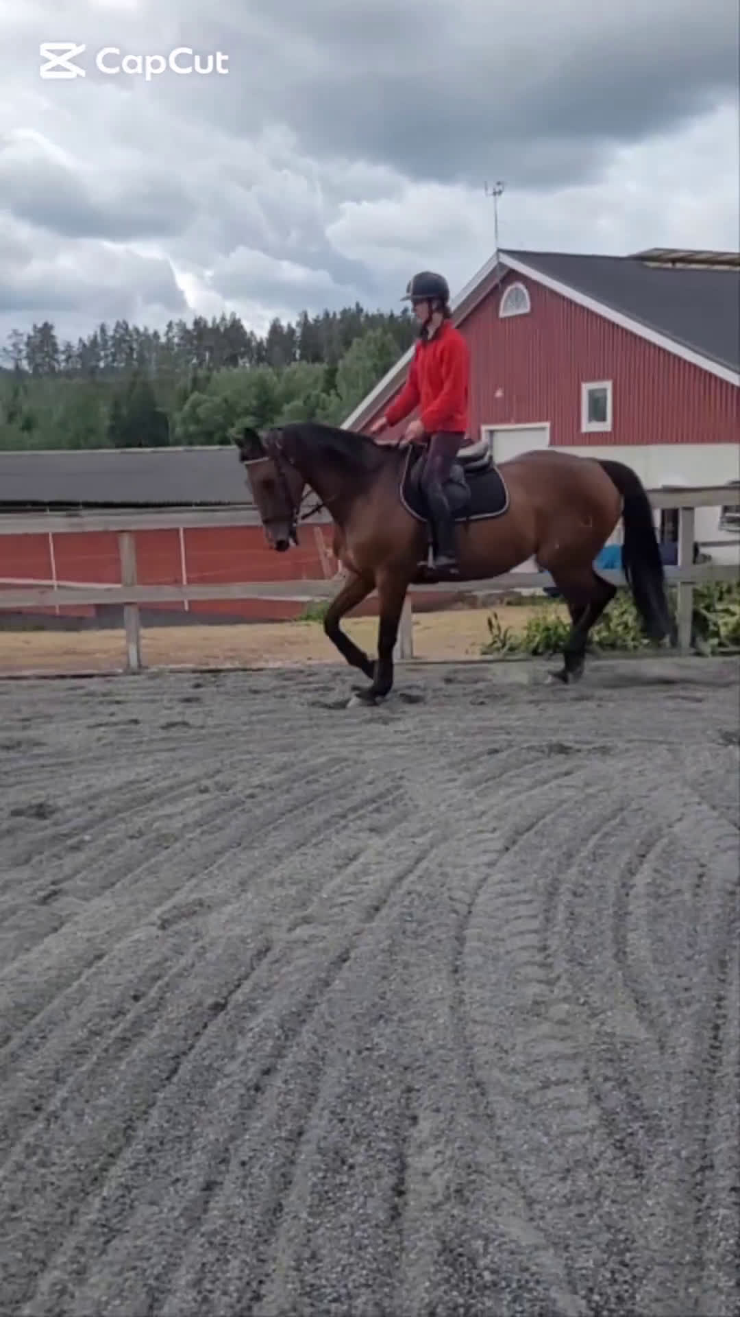 Allround hästar till salu: Underbar familjehäst/skogsmulle/mottagarsto! i Vena - Video 2