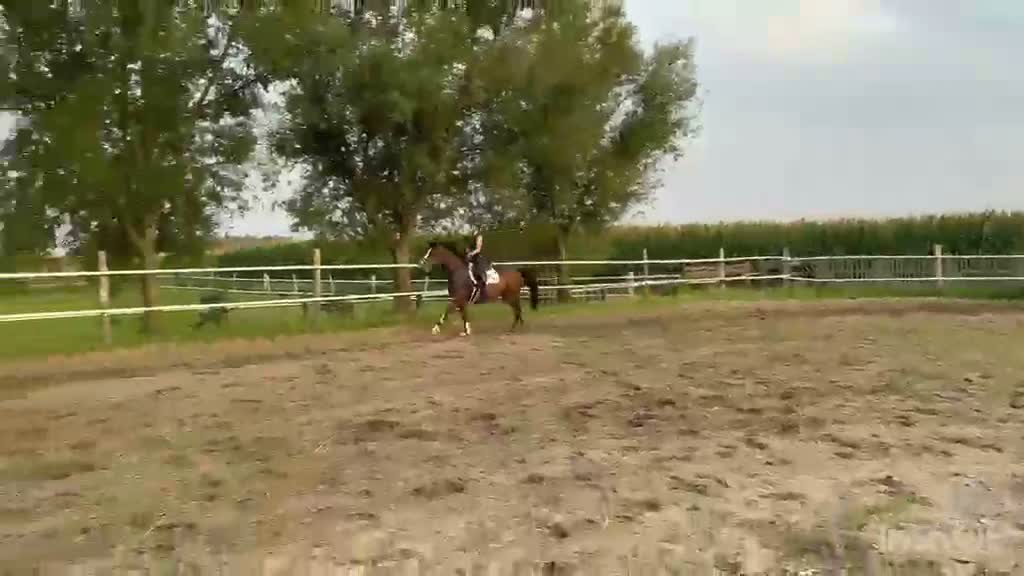 Allround hästar till salu: Luna – Kind & Versatile Mare | Great Jumper! 10yo - Video 2