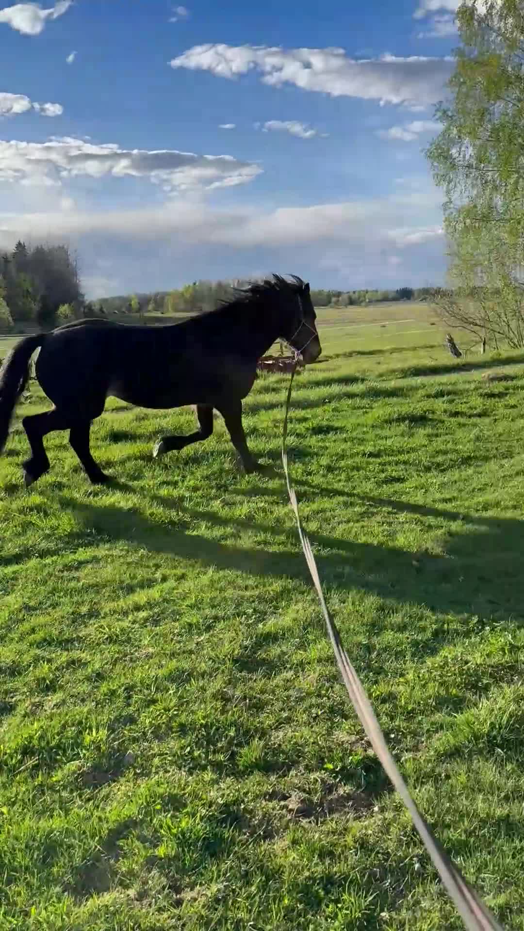 Allround hästar till salu: Underbar allroundhäst! - Video 1