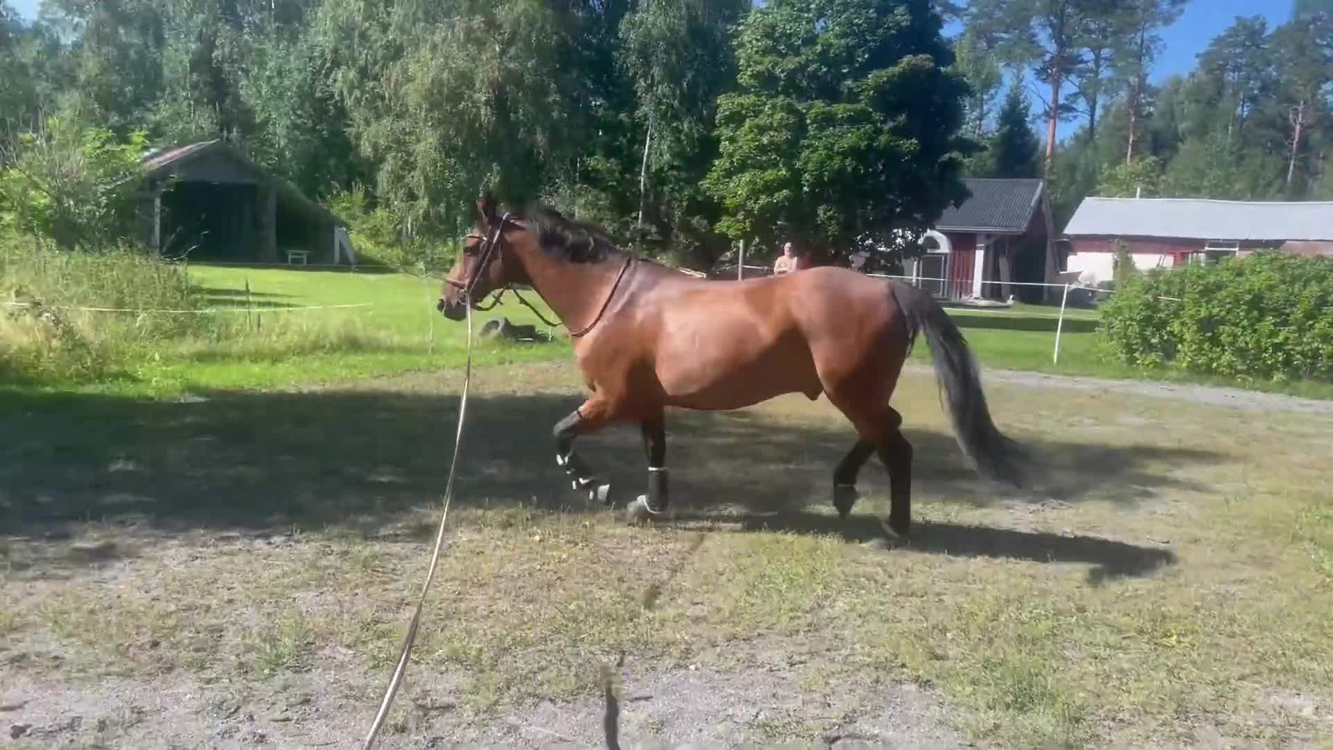 Övrigt hästar till salu: Sällskap - Video 1