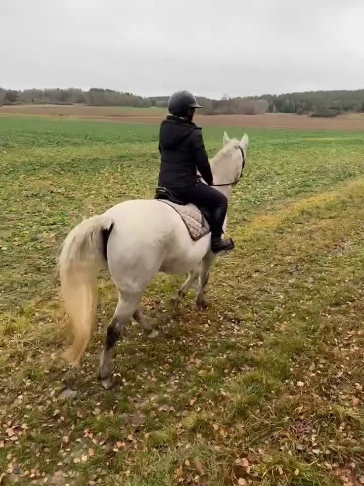 Allround hästar till salu: Sto, f. 2020, efter 30 Favory XXVIII-27 i Norrköping - Video 1