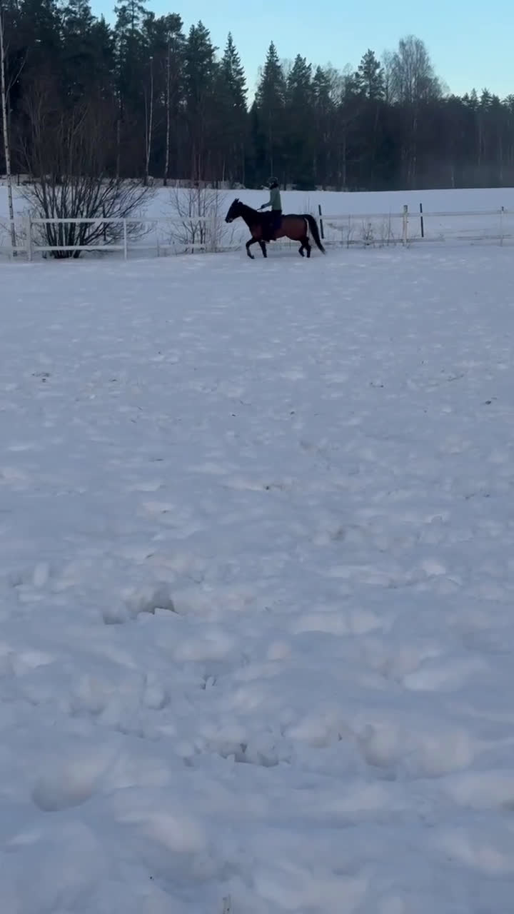 Allround hästar till salu: Ajlexes Abraxas i Falun - Video 1