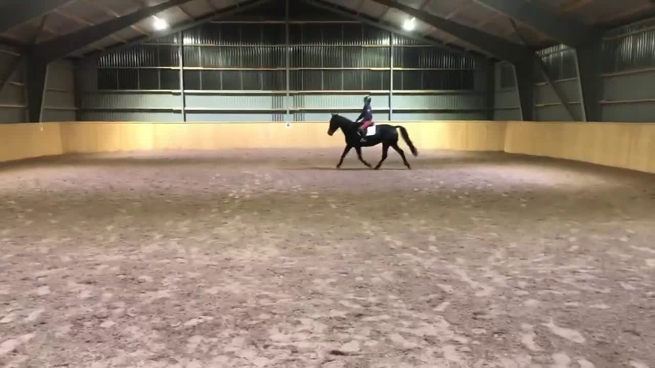 Allround hästar till salu: Supersnäll travare - Video 1