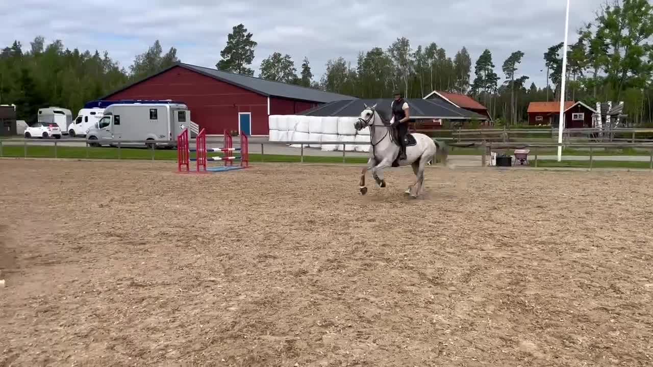 Hoppning hästar till salu: Trevligt sto  - Video 2
