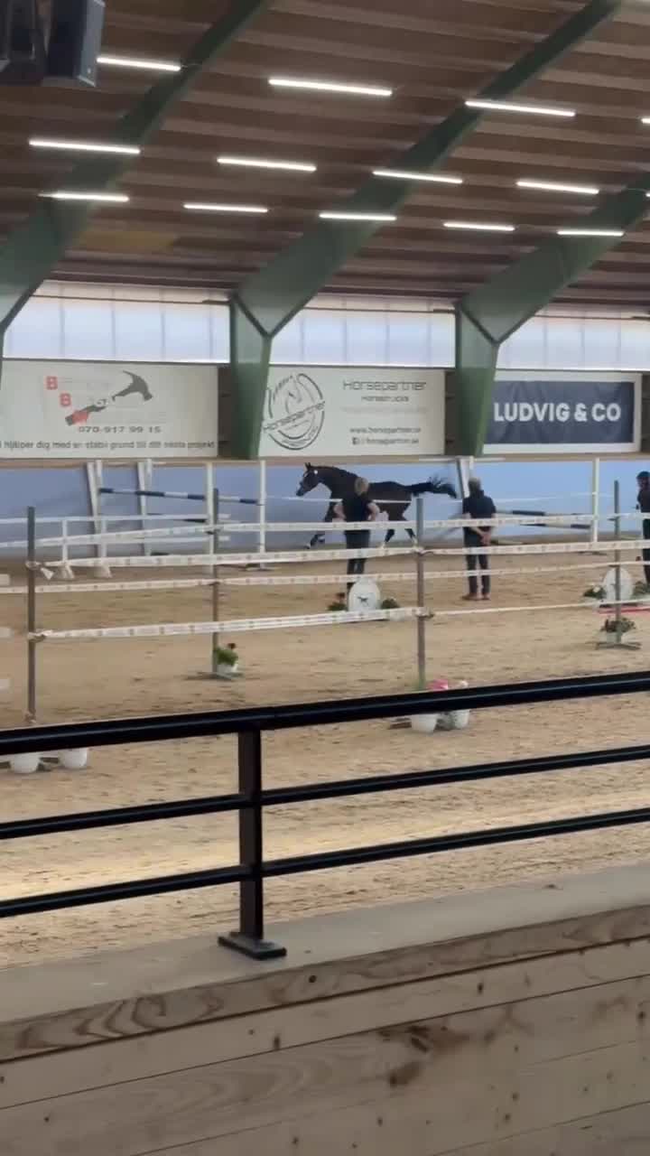 Allround hästar till salu: Framtida multitalang!  - Video 1