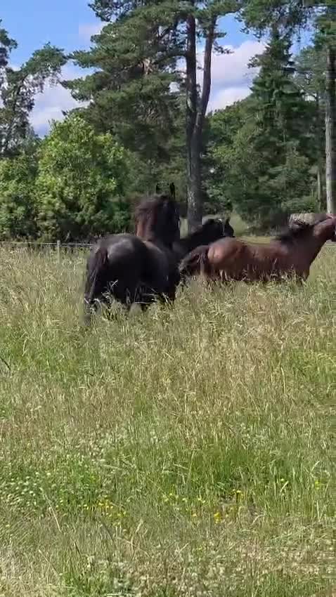 Dressyr hästar till salu: Daryan - lovande framtida sportstjärna - Video 1