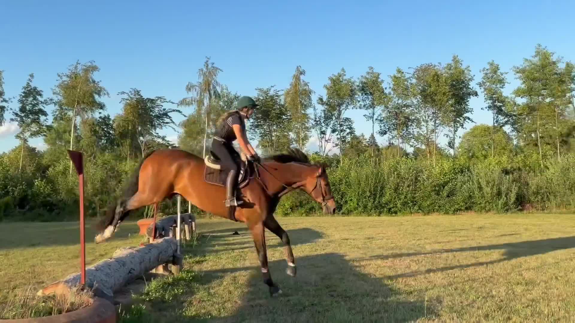 Hoppning hästar till salu: Rejäl blivande hoppstjärna - Video 2
