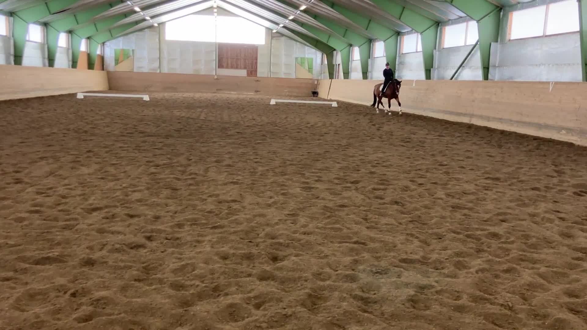 Dressyr hästar till salu: Lovande dressyrhäst!  - Video 4