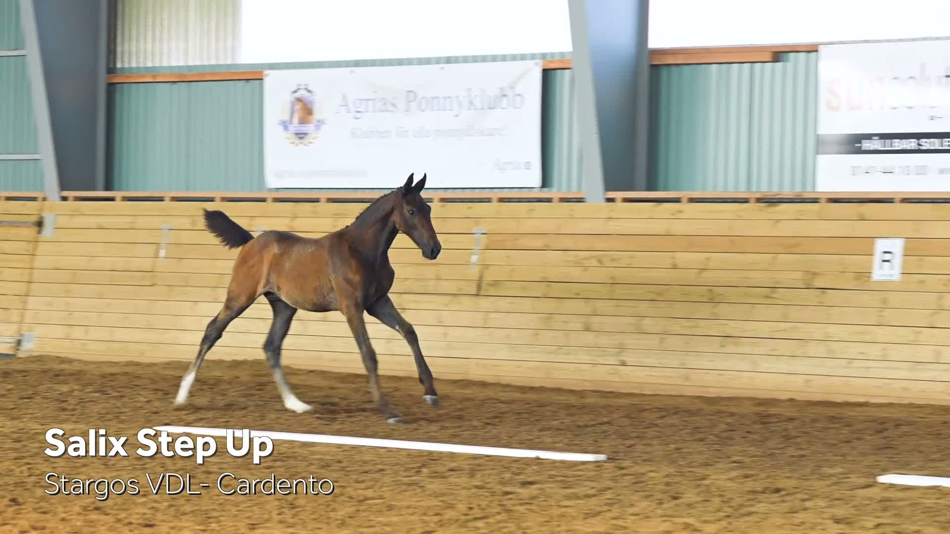 Hoppning hästar till salu: Salix StepUp -26 - Video 1