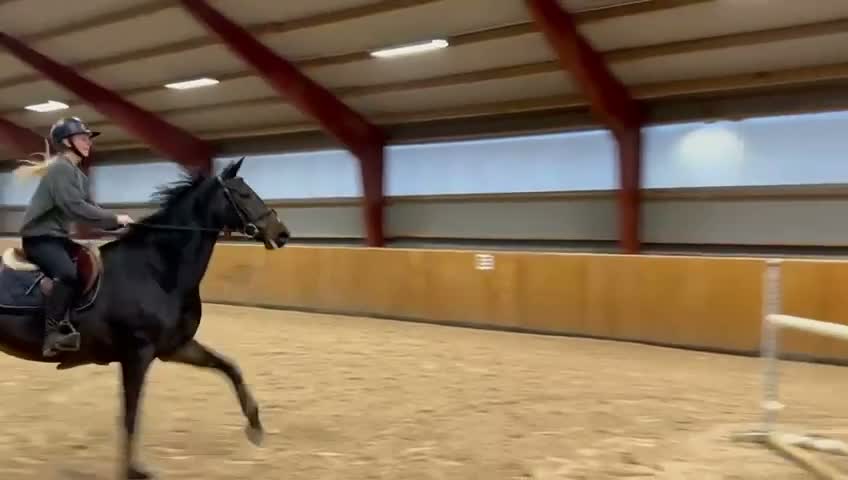 Allround hästar till salu: Fint sto  i Ystad - Video 4