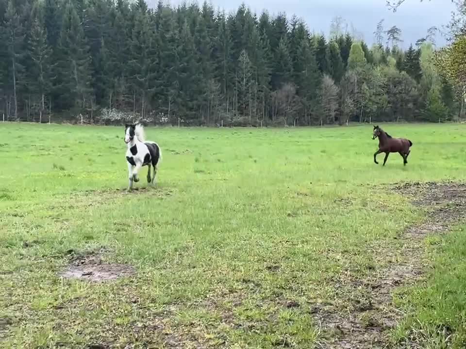 Allround hästar till salu: Läcker D-ponny i Kalvsvik - Video 1