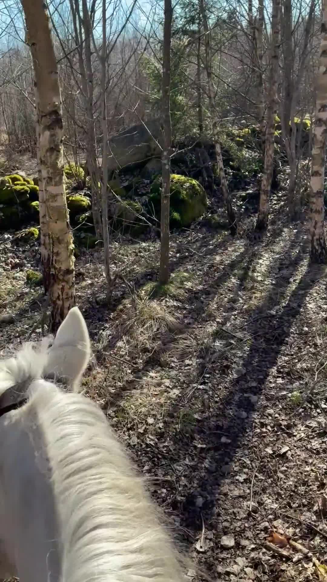Allround hästar till salu: Snäll d-ponny söker nytt hem - Video 1