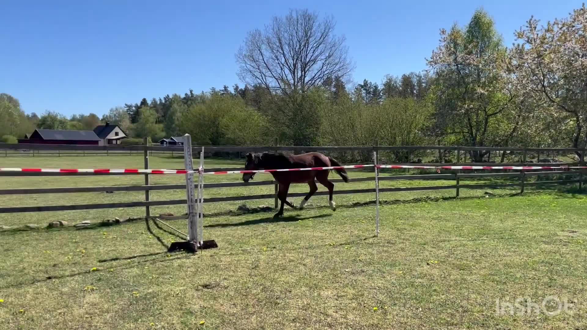 Hoppning hästar till salu: Lovande superponny!  - Video 1