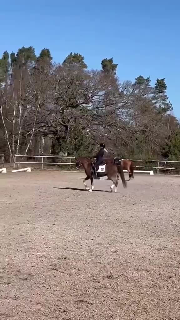 Allround hästar till salu: Snällaste barnponnyn och framtida allroundstjärna! - Video 3