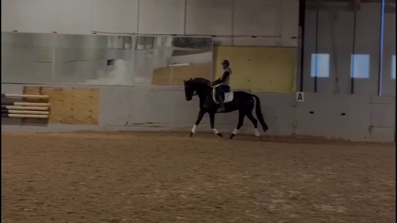 Dressyr hästar till salu: 8-årig allroundtalang - Video 1