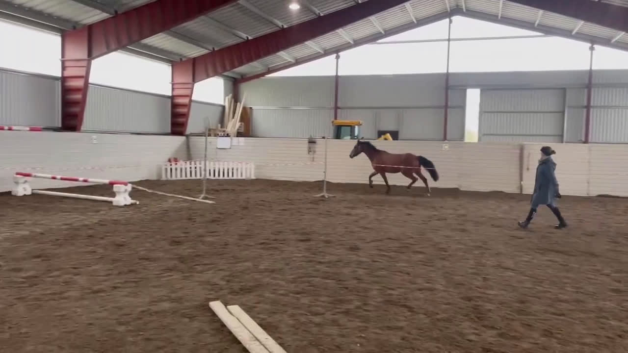 Allround hästar till salu: Härlig kille med framtiden för sig  i Karlstad - Video 1