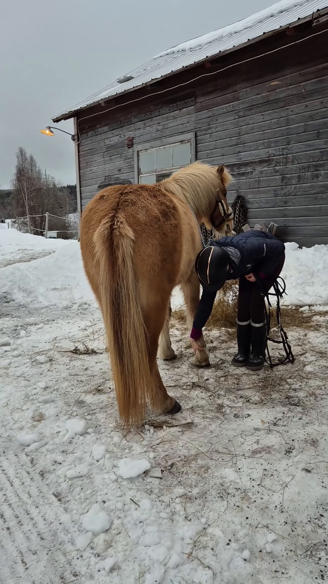 Island hästar till salu: Ester från Röja  - Video 2