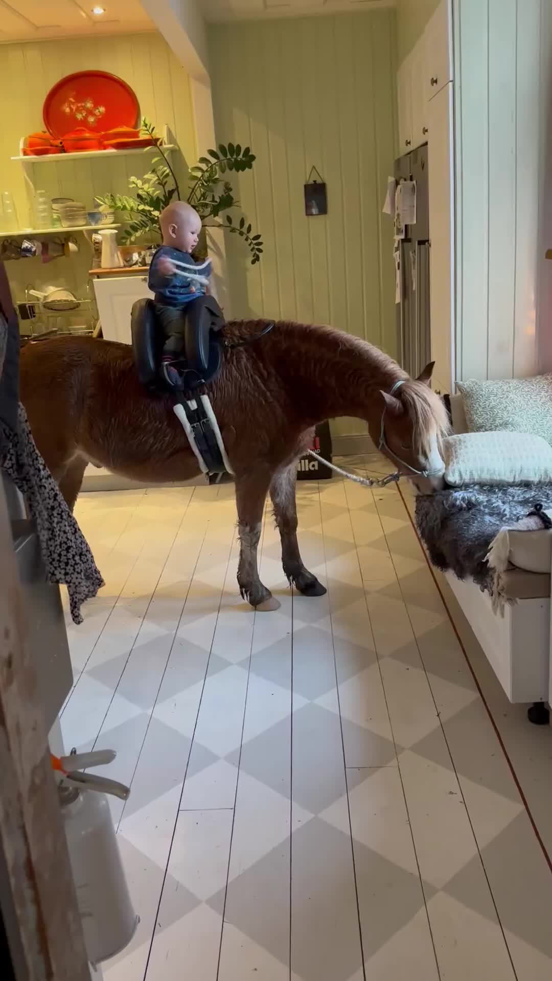 Allround hästar till salu: Världens sötaste ponny är till salu - Video 2