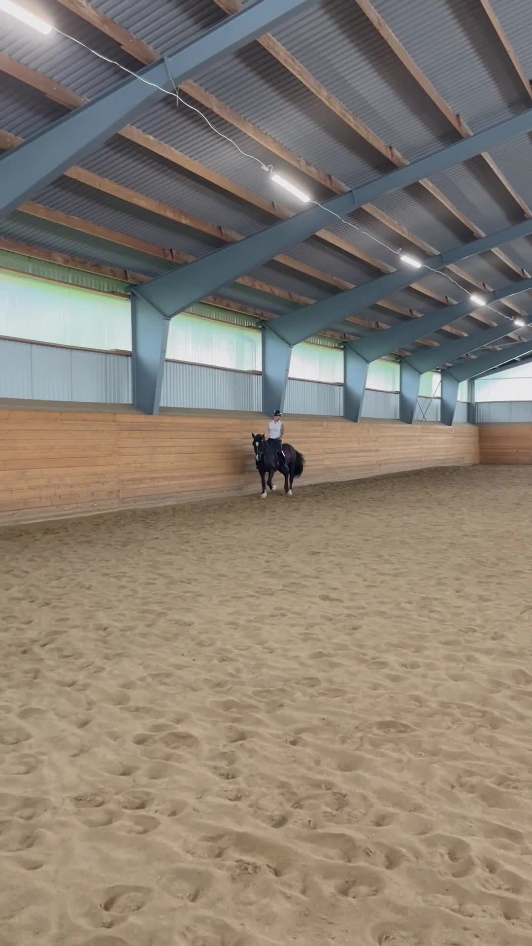 Allround hästar till salu: Fantastisk läromästare! - Video 2