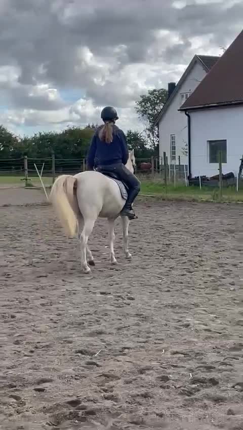 Allround hästar till salu: Lovande ungponny! - Video 4