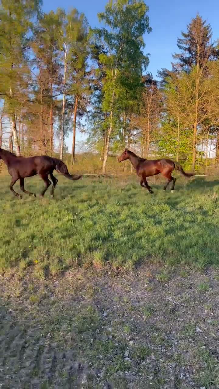 Övrigt hästar till salu: Ädelt och feminint SWB sto född 2023 - Video 1