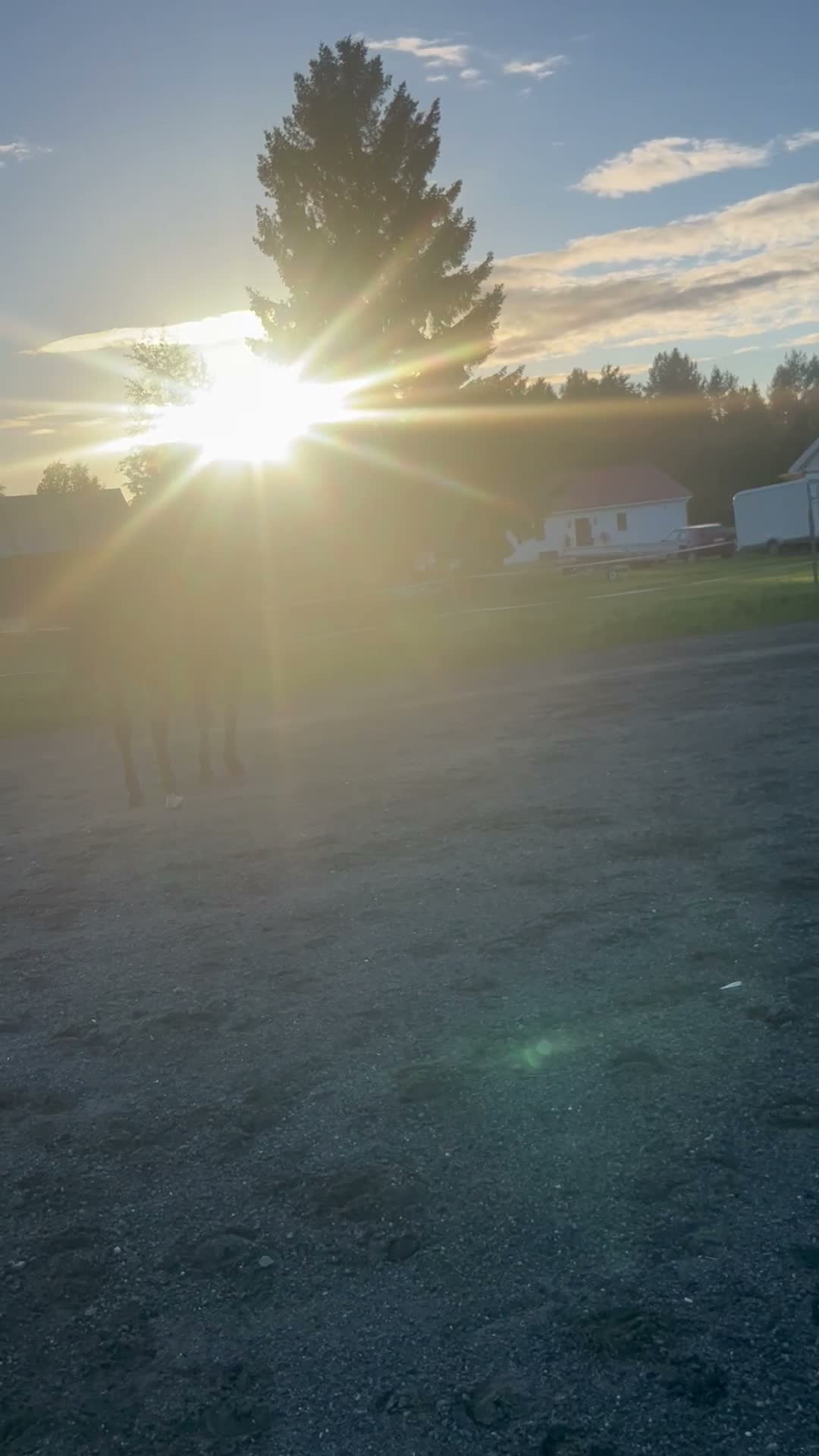 Western hästar till salu: Valack med mycket personlighet  - Video 1