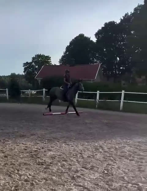 Hoppning hästar till salu: Hopp/Fälttävlan talang - Video 4